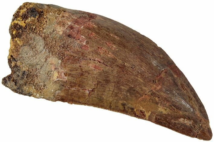 Serrated, Carcharodontosaurus Tooth - Real Dinosaur Tooth #234257
